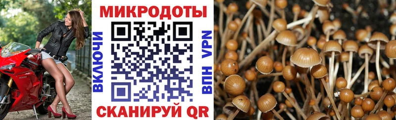 как найти закладки  Урус-Мартан  Псилоцибиновые грибы мицелий 